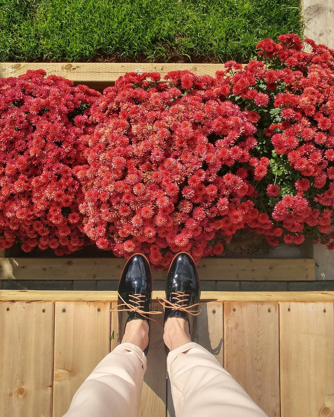 New shoes overlooking red strawflowers