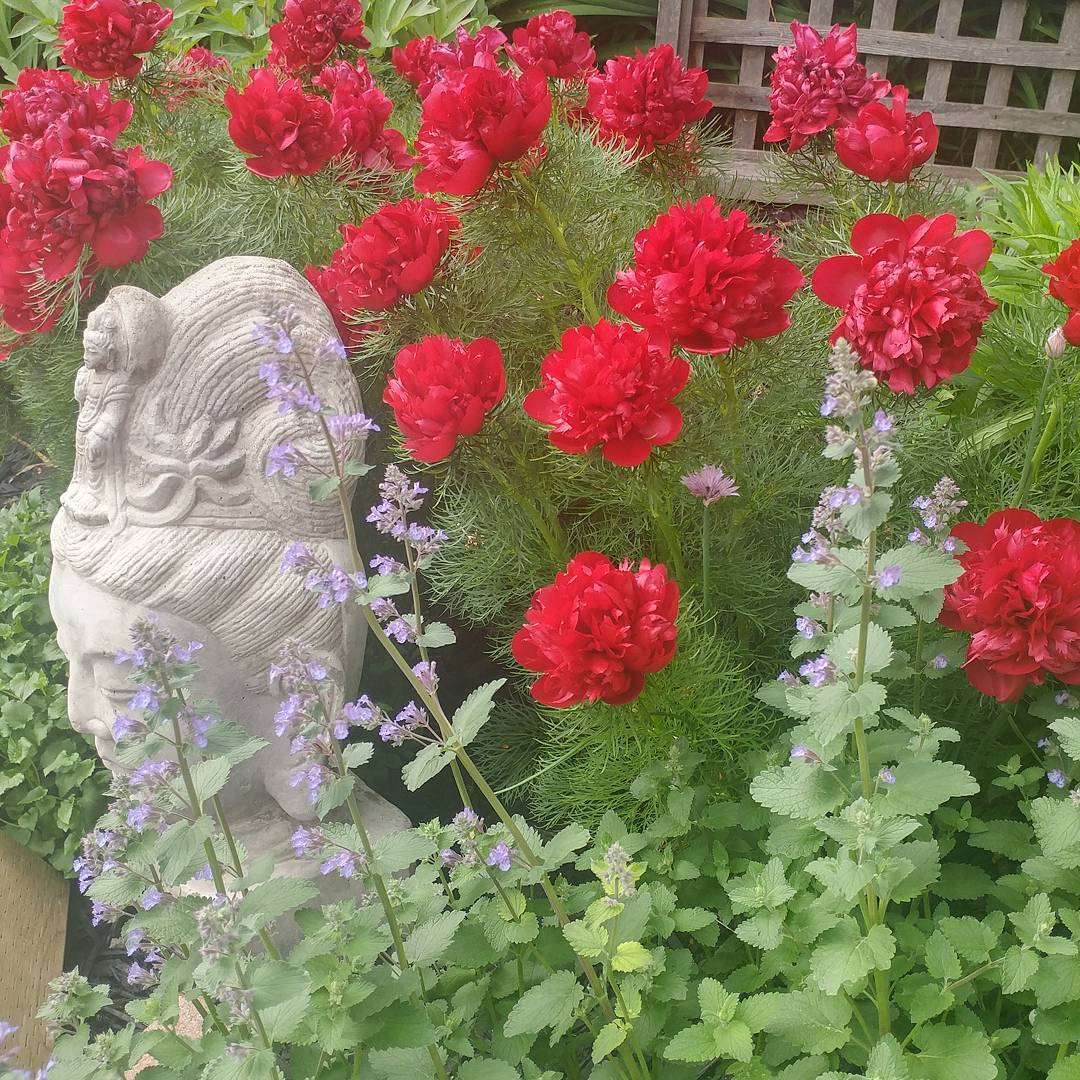 Gail's red peonies with statue