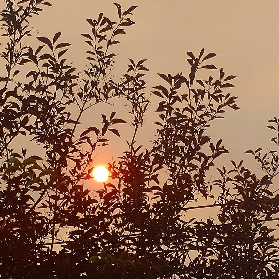 Forest fire smoke obscures the sun