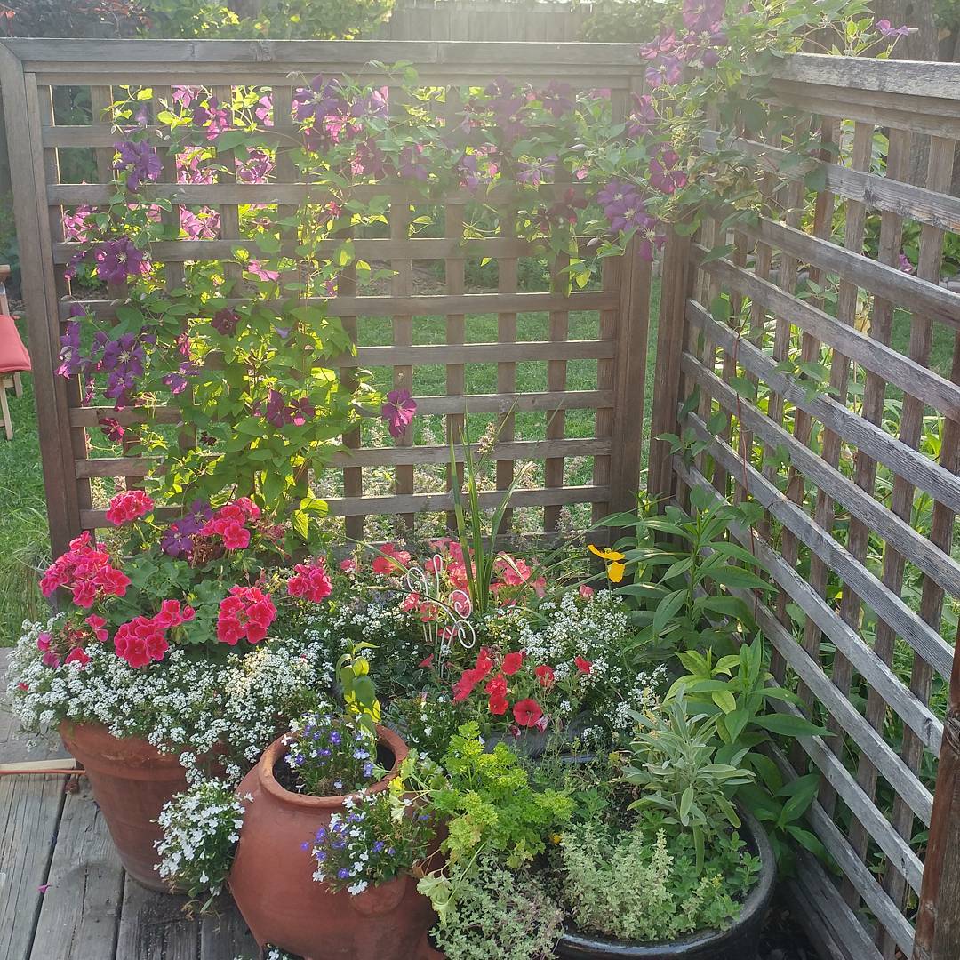 Gail's potted flowers