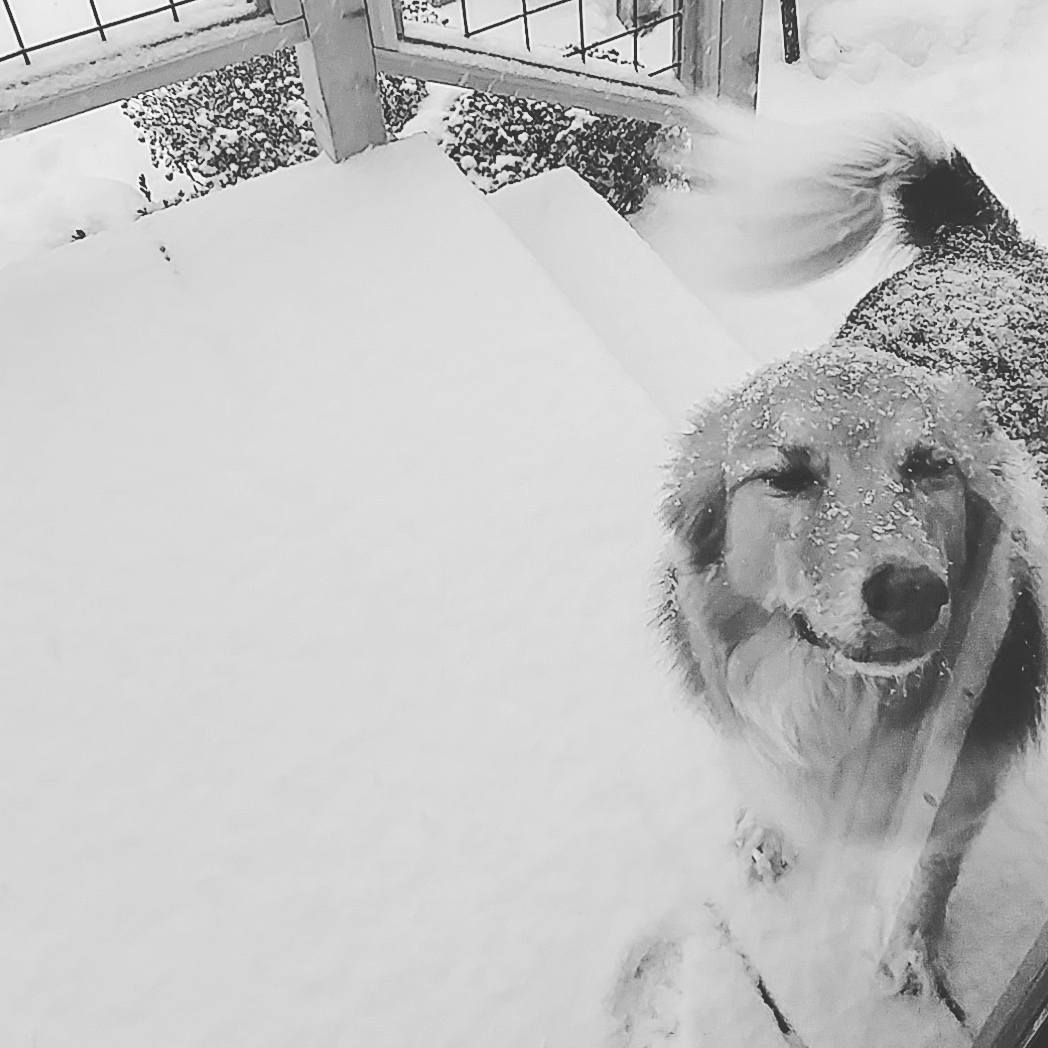 Snow covered Betty