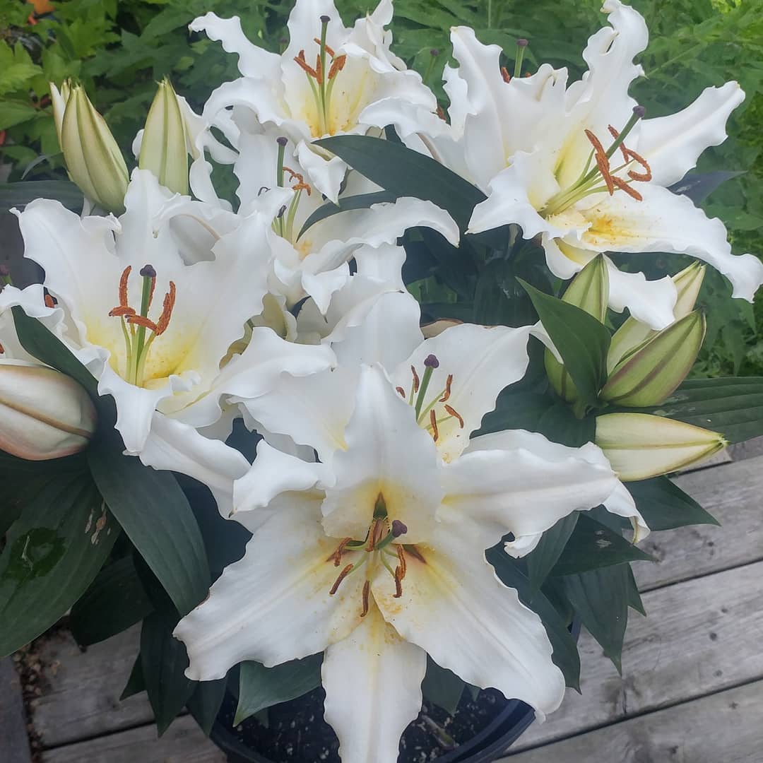 Lilies on the deck