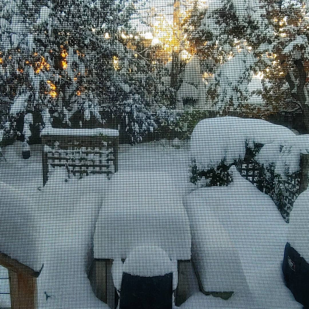 Snowy backyard